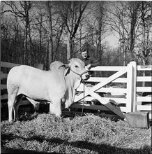 Arthur Godfrey [Godfrey on a farm, with a cow.]