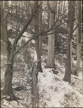 [Winter woods.]