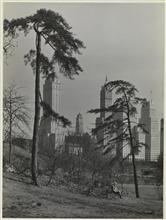 Pine trees and Fifth Avenue Buildings