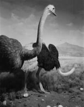 [Ostrich diorama at the American Museum of Natural History.]