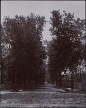 [Prosepect Avenue.]
