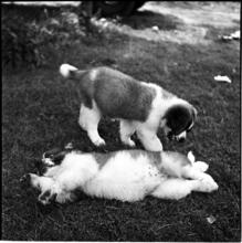 A Dog's Life in the Big City [Puppies playing.]