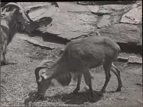 The Bronx Zoo.