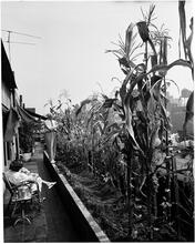 [Rooftop gardens.]