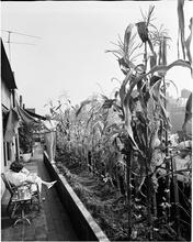 [Rooftop gardens.]