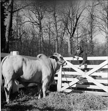 Arthur Godfrey [Godfrey on a farm, with a cow.]