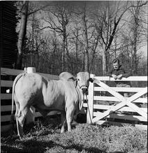 Arthur Godfrey [Godfrey on a farm, with a cow.]