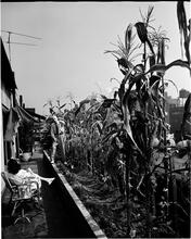 [Rooftop gardens.]