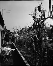 [Rooftop gardens.]