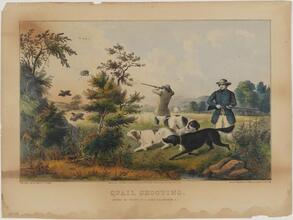 Quail Shooting.