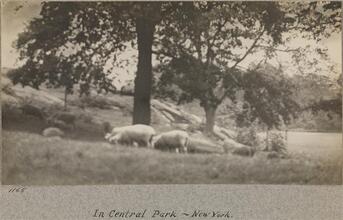 [In Central Park.]