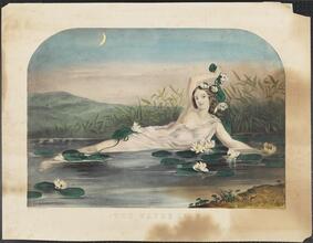 The Water Lily.