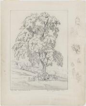 City Tree - 97th Str. & Riverside Dr.