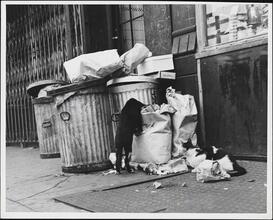 [Cats in garbage cans.]