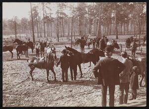 [Park in the Pines, Aiken S.C.]