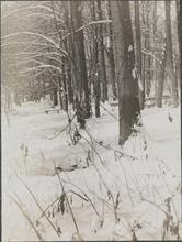 [Four views of Central Park.]