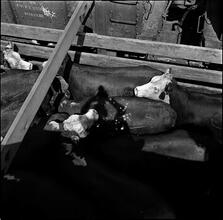 Pennsylvania Railroad Pier 78 -- Beef.