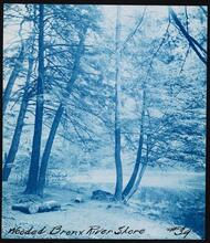 [Wooded Bronx River shore.]
