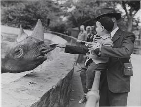 [Man petting a rhinoceros at the Bronx Zoo.]
