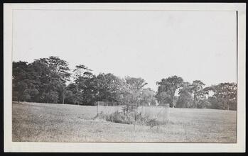 [Pell Treaty Oak.]