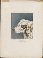 Juno, a Celebrated Setter.