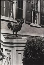 Cock, Washington Square.