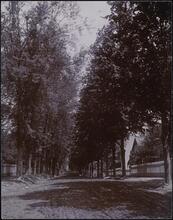 [Prospect Avenue south from 165th Street.]