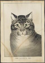 The Favorite Cat.