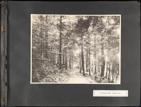The Hemlock Grove (Botanical Garden) [Parks of the Bronx, 1904.]