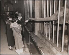 [Al Smith with his wife and their daughter Catherine looking at an elephant.]