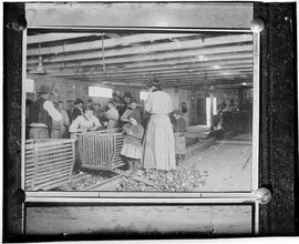 [Copy negative of Lewis Wickes Hine photograph. Organized Charity. In the Oyster Camps, Child Labor.]