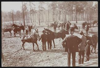 Park in the Pines, Aiken S.C.
