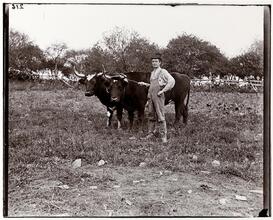 Children's Aid Society Farm, "Adulph" with his oxen.