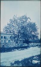 [Pear Tree in Bloom, McCombs Dam Road.]