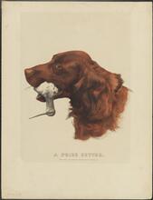 A Prize Setter.