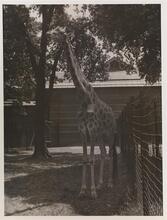 Giraffe, Bronx Zoo.