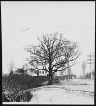 [Old Spy Oak.]