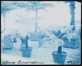 [Bronx Conservatories.]
