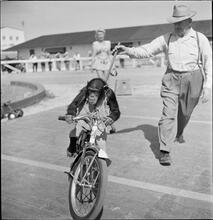 Circus [Monkey riding a bicycle.]