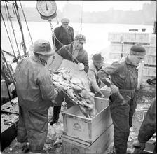 Waterfront. [Unloading fish.]