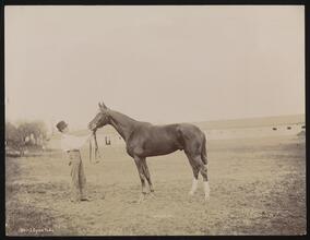 Racehorses, "Bonhomme."