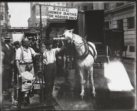 [Free Shower Bath for Horses.]