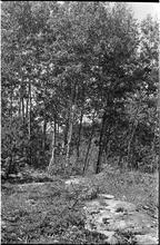 [Felicia Marsh in the woods.]