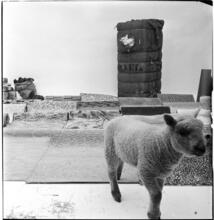 Salvador Dali: Rugs [Lamb in a display of rugs and materials that rugs contain.]