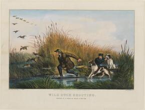 Wild Duck Shooting.