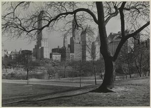 Central Park Tree and Fifth Avenue Buildings