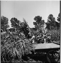 [Wheat field.]