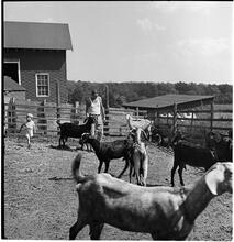 [Goats on a farm.]