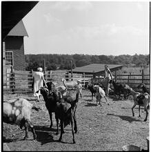 [Goats on a farm.]