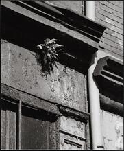 [Fern growing on façade of 220 Front Street.]